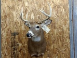 Shoulder Mount Whitetail 5x5 Nice Cape Nice Clean Mount 