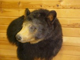 NEW MOUNT Huge wall pedestal Black Bear shoulder mount