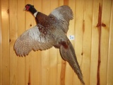 Flying Pheasant Mount 32