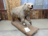 Full Body Mount Kodiak Brown Bear Extra Thick Shaggy Fur All Claws Real & Intact On Roll Around Base