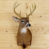 Shoulder Mount 10 Point Whitetail Upright