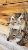 Double Coyotes In A Den New Mount