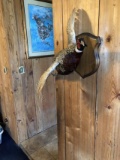 Flying Ring Neck Pheasant 14” out from wall 33” long 25” wide