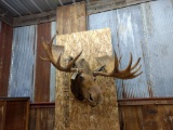 Shoulder Mount Moose In Sneak / Right Turn Pose 58