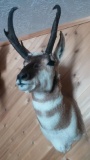 Super nice antelope mount with tall ivory tipped horns
