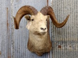 Shoulder Mount Stone Sheep Big Horns