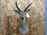 Shoulder Mount African Reedbuck