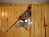 Nice Ring Neck Pheasant Wall Hanger On Driftwood 26
