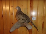 Nice Hen Ring Neck Pheasant Wall Hanger On Driftwood 