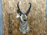 Shoulder Mount Antelope
