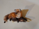 Full body Mount Red fox On Driftwood Hanging Base