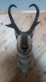 Shoulder Mount Antelope mount with 14 inch horns and 6 inch prongs