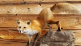 New Mount Red Fox Wall Mount