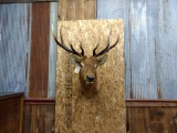 Shoulder Mount Elk