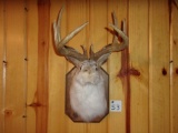 8pt Typical Jackalope