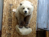 Half Body Mount Alaskan Brown Bear Thick Shaggy Fur Big Real Claws