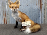 Full Body Mount Red Fox Sitting