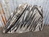 Orthoceras Fossil Slab Sculpture Featuring Over 14 Specimens Including One Giant 14