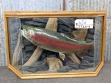 Beautiful Rainbow Trout In Glass Case With Habitat Jackson County Iowa Caught & Is In The Iowa Big F