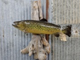 Real Skin Mount Brown Trout On Driftwood Hanging Base Like New Great Taxidermy & Paint Jackson Count