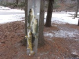 Real Skin Mount Stringer Of Fish 2 Large Mouth Bass & Walleye