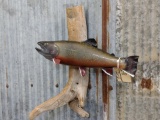 Real Skin Mount Trout On Driftwood Hanging Base Like New Mount Great Paint & Taxidermy Jackson Count