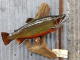 Outstanding Real Skin Mount Brook Trout On Driftwood Hanging Base Like New Mount Jackson County Iowa