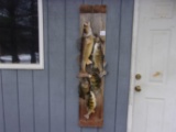 Real Skin Mount Stringer Of Fish Walleye , Perch , Small Mouth Bass & 2 Bluegill