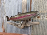 Real Skin Mount Trout On Driftwood Hanging Base Like New Mount Great Paint & Taxidermy Jackson Count