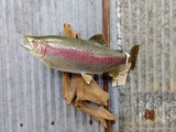 Real Skin Mount Trout On Driftwood Hanging Base Like New Mount Great Paint & Taxidermy Jackson Count