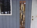 Real Skin Mount Stringer Of 5 Walleye On Barn Board 56