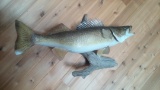 Extra nice 27 inch walleye mount on drift wood