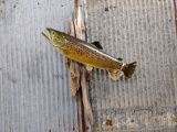 Real Skin Mount Trout On Driftwood Hanging Base Like New Mount Great Paint & Taxidermy Jackson Count