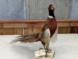 Full Body Mount Pheasant