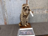 Fairly Full Body Mount Raccoon Singing Karaoke!
