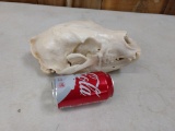 Black Bear Skull Professionally Cleaned And Whitened