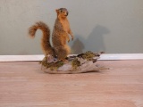 XL Fox Squirrel On Base 21