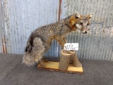 Full Body Mount Grey Fox 24