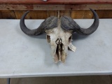 Cape Buffalo Skull 33