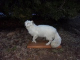 Arctic Fox Full Body Mount 27