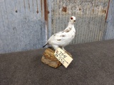 Full Body Mount Ptarmigan On Driftwood 12