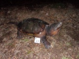 Full body Mount Snapping Turtle Unique Mount 33