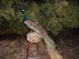 Full Body mount Peacock On A Stump 48