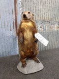 Full Body Mount Ground Hog 20