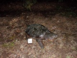 Large Snapping Turtle Full Body Mount 33