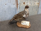 Full Body Mount Grouse On Driftwood 13