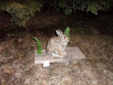 Full Body Mount Cotton Tail Rabbit 