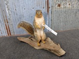 Full Body Mount Squirrel On Driftwood Base