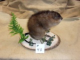 Full Body Mount Muskrat On Habitat Base 13
