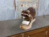 Mahogany Colored Full Body Mount Raccoon On Driftwood
